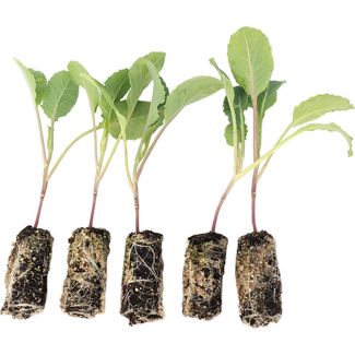 Wij leveren winterbloemkool plantjes voor een vroege moestuinoogst