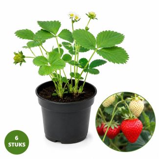 Aardbei Ostara