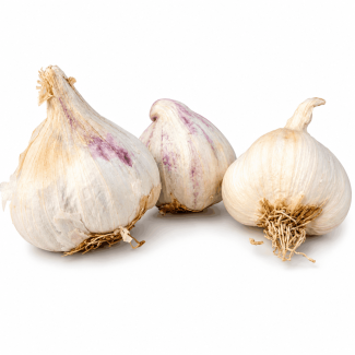 Knoflookbollen Mesidrome zijn groter dan de meeste andere soorten