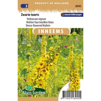 Zwarte toorts | Inheemse bloemenzaden