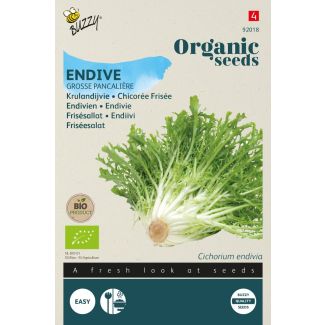 Organic Krulandijvie Grosse Pancalière (BIO)