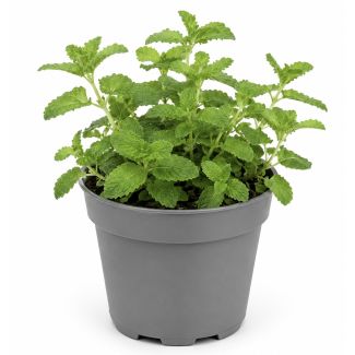 Aardbeimunt koop je bij moestuinenbloem.nl
