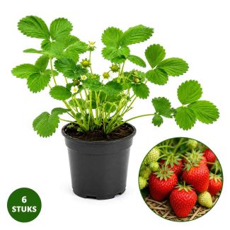 Aardbei Gariguette