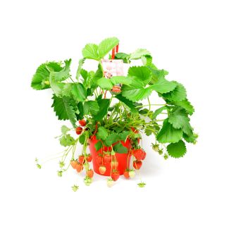Aardbeiplant (zomerbloeier) in hangpot (Ø23cm)
