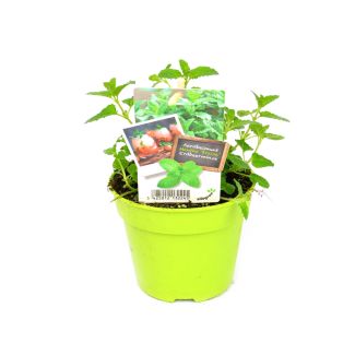 Aardbeimunt koop je bij moestuinenbloem.nl