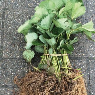 aardbeiplanten