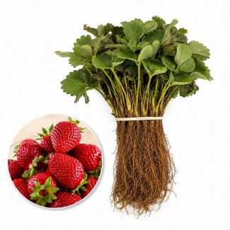 Bosjes aardbeiplanten