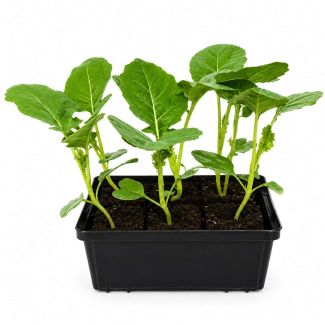 Bimi of stengelbroccoli is een heerlijke groente die je zelf heel eenvoudig kunt kweken in de moestuin,
