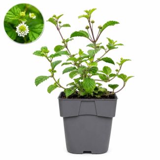 Steviaplant - suikerplant