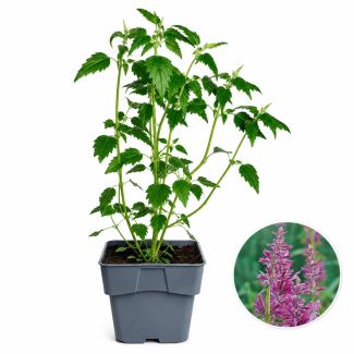 Limonadeplant