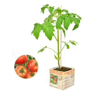 Mooie vruchten van deze sterke tomatenplant