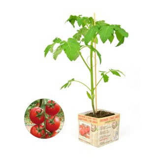 Trostomatenplant