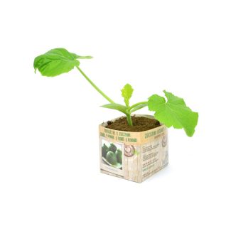 Ronde courgette wint snel aan populariteit