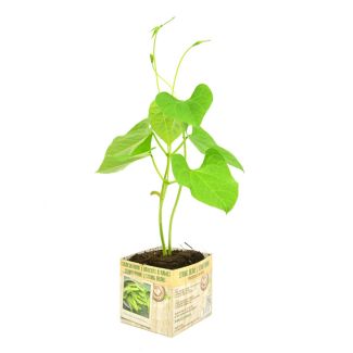Staak snijboon in perspot koop je bij moestuinenbloem.nl