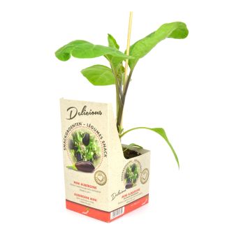 Mini aubergine - Delicious - potaubergine - 1 plant