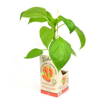 Snack paprika in perspot