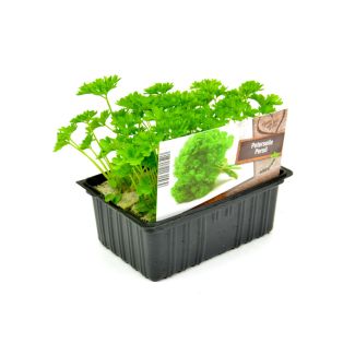 Krulpeterselie plantjes kopen