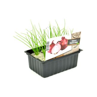 Rode ui plantjes