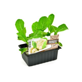 Bloemkool plantjes verkopen wij per 6 stuks