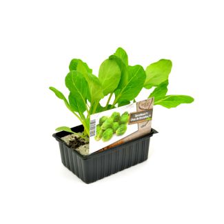 Spruitkool F1 plantjes