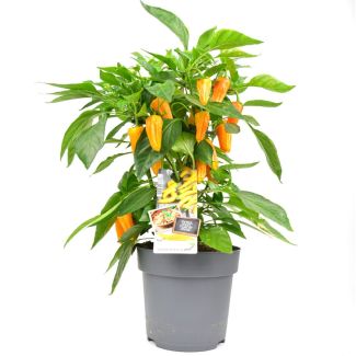 Hete gele chilipeper