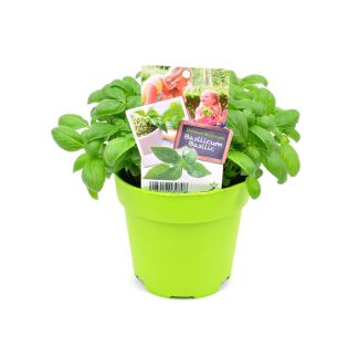 Basilicum in pot Ø13cm