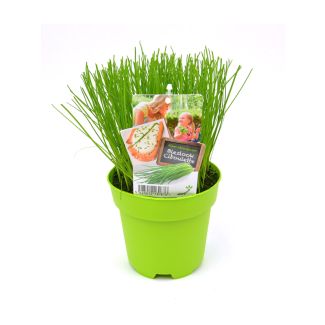 Bieslook in pot. Lekker in salades, bij vis en in de soep