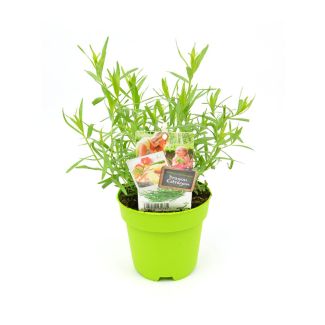 Dragon in pot