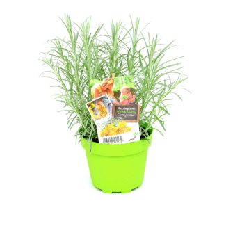 kerrieplant in pot