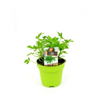 Lavas kruidenplant