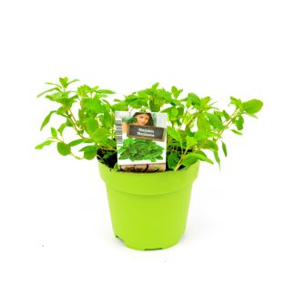 Marjolein kruidenplant