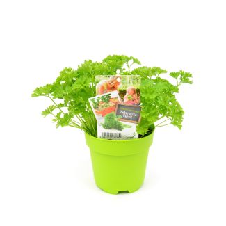 Peterselie in pot (Ø13cm)