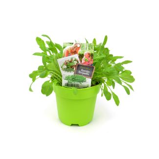 Rucola in pot