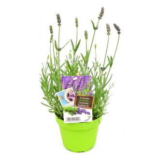 Lavendel Lamorosia