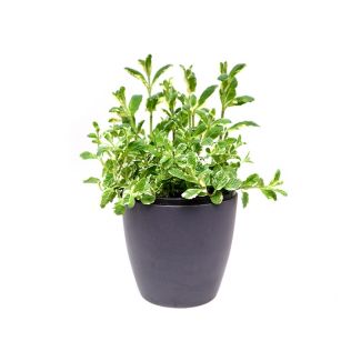 Ananasmunt koop je bij moestuinenbloem.nl