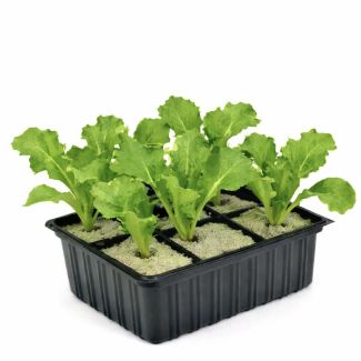 Andijvie planten in set van 6 stuks kopen