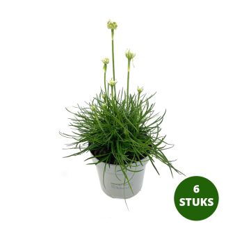 Engels gras - 6 stuks - Armeria maritima