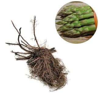 Asperges zelf kweken