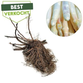 Asperges zelf kweken