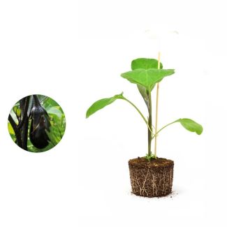 Mini Aubergine plant