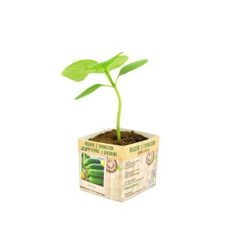 Augurkplant van moestuinenbloem.nl in perspot