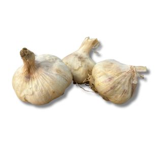 Bio plantknoflook Messidor