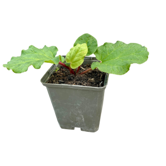 Rabarberplant Frabozen rood