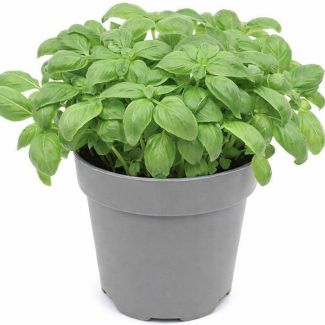 Basilicum in pot Ø13cm