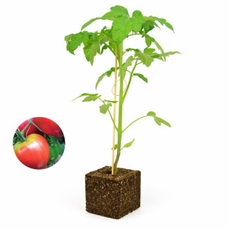 Tomatenplant Belamor