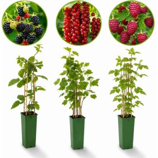 Zacht fruit set