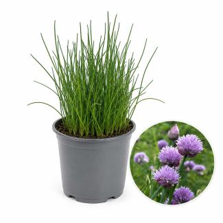 Bieslookplant. Heerlijk kruid waar ook de bloemen van kunnen gegeten worden