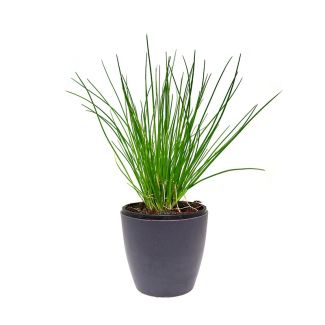 Bieslook, heerlijke uiensmaak bij slaatjes