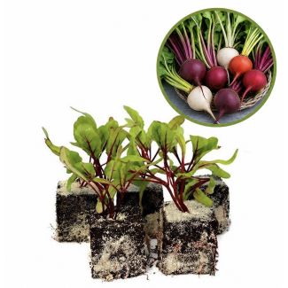 bieten plantjes kopen