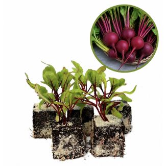 Rode bieten plantjes kopen